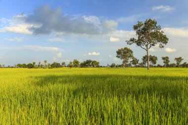 Mavi gökyüzünün altındaki pirinç tarlası
