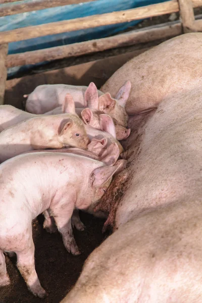 Leitões recém-nascidos em aleitamento — Fotografia de Stock