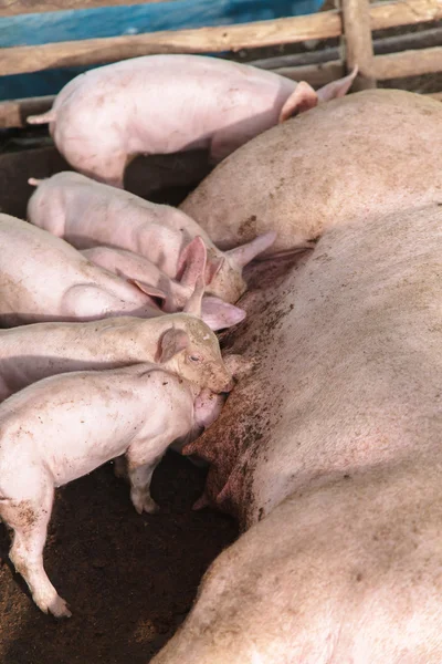 Leitões recém-nascidos em aleitamento — Fotografia de Stock