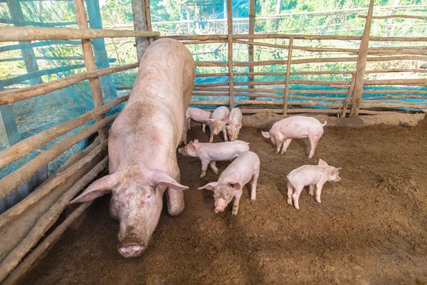 농장에서 돼지 — 스톡 사진