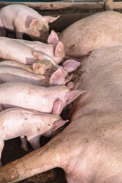 Leitões recém-nascidos em aleitamento — Fotografia de Stock