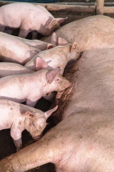 Leitões recém-nascidos em aleitamento — Fotografia de Stock