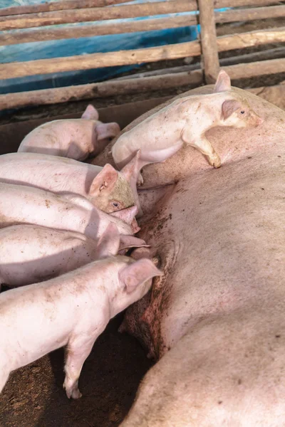 Leitões recém-nascidos em aleitamento — Fotografia de Stock