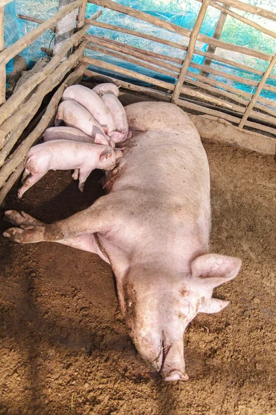 갓 태어난 새끼 돼지를 유아 — 스톡 사진