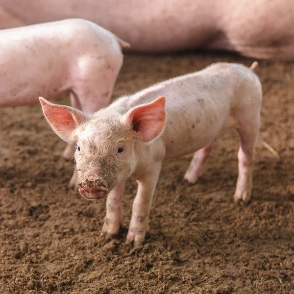 猪的农场 — 图库照片