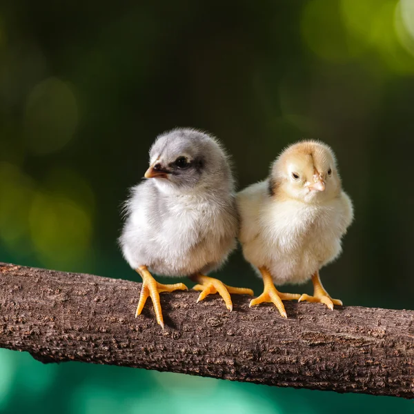 Poussins mignons sur fond de nature — Photo