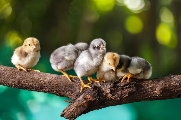 Poussins mignons sur fond de nature — Photo