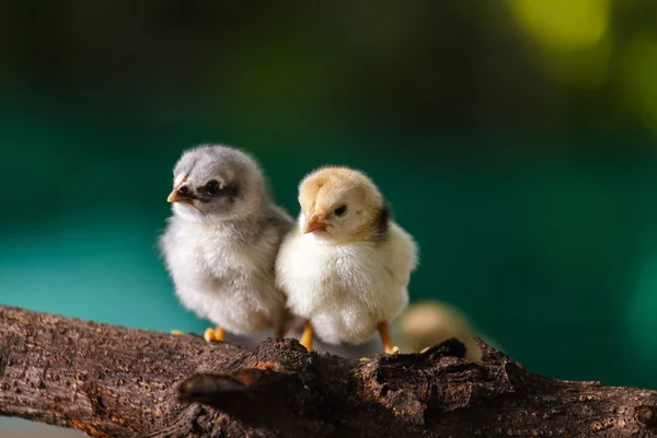 Cute chicks on nature background — Stock Photo, Image