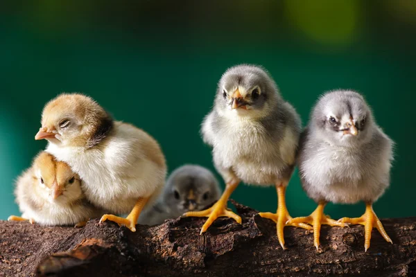 Cute chicks on nature background — Stock Photo, Image