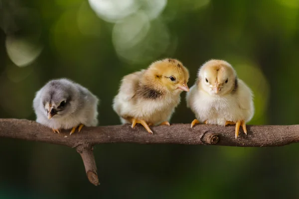 Poussins mignons sur fond de nature — Photo