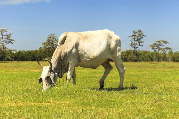 Vaca em pasto com céu azul — Fotografia de Stock