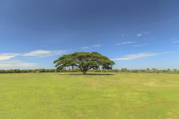Grote boom op groene veld met blauwe hemel — Stockfoto