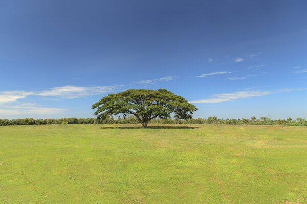 Tree on green field with blue sky