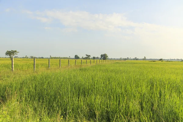 Champ de riz sous le ciel bleu — Photo