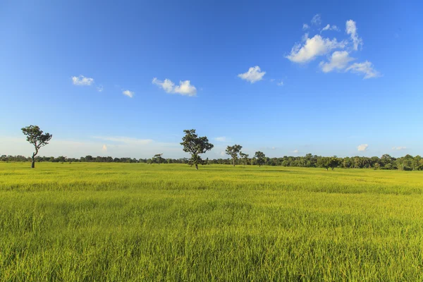 Mavi gökyüzünün altındaki pirinç tarlası — Stok fotoğraf