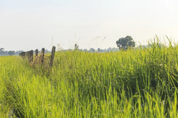 Mavi gökyüzünün altındaki pirinç tarlası — Stok fotoğraf