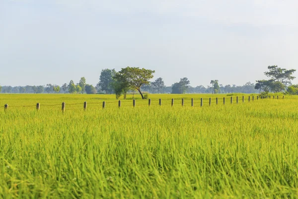 Рисове поле під блакитним небом — стокове фото