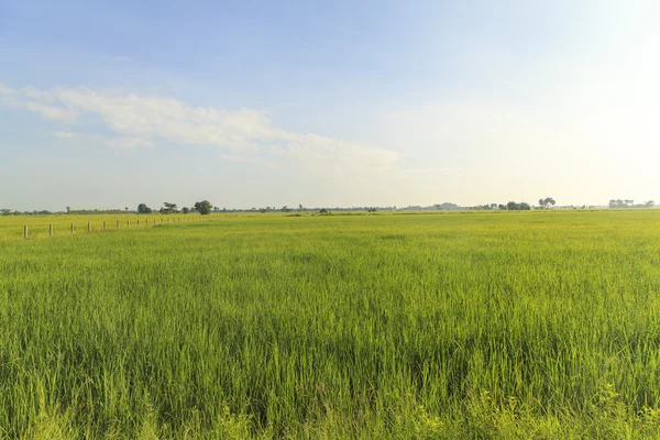 Campo de arroz bajo el cielo azul —  Fotos de Stock