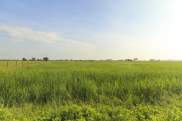 Champ de riz sous le ciel bleu — Photo