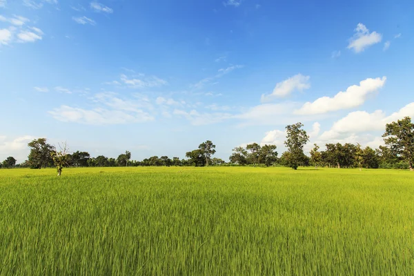 Champ de riz sous le ciel bleu — Photo