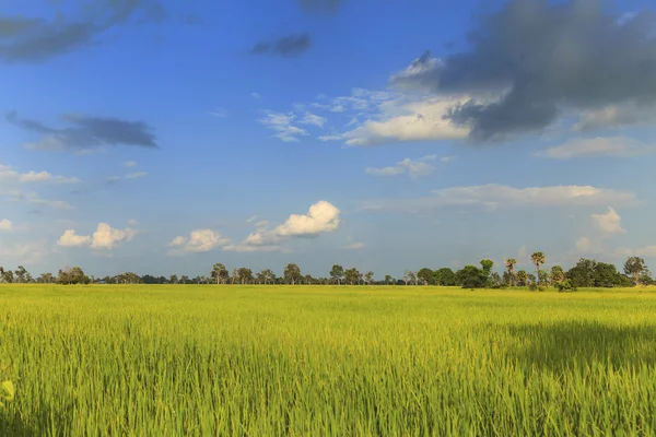 Champ de riz sous le ciel bleu — Photo