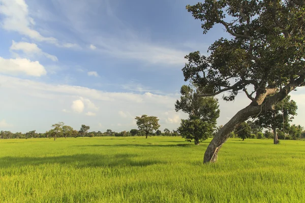Rice field under the blue sky — Stock Photo, Image