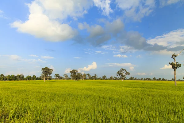 Πεδίο ρυζιού κάτω από τον γαλάζιο ουρανό — Φωτογραφία Αρχείου