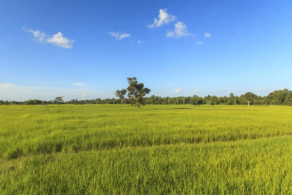 Rice field under the blue sky — Stock Photo, Image