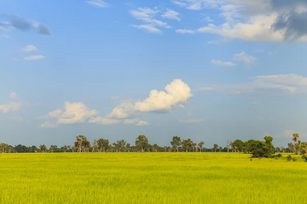 Reisfeld unter blauem Himmel — Stockfoto