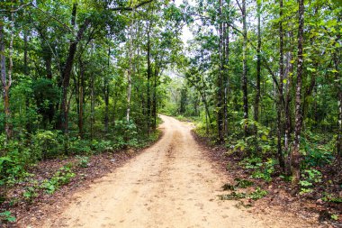Tropikal yoğun orman