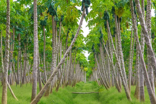 Granja de papaya, plantaciones de papaya — Foto de Stock