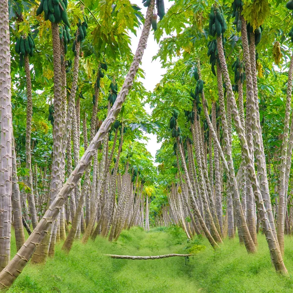 Fazenda de mamão, plantações de mamão — Fotografia de Stock