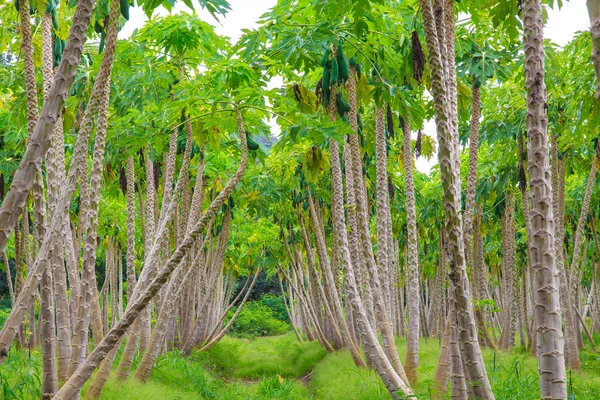 Granja de papaya, plantaciones de papaya — Foto de Stock
