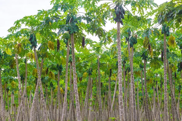 Papaya farm, Papaya planteringar — Stockfoto