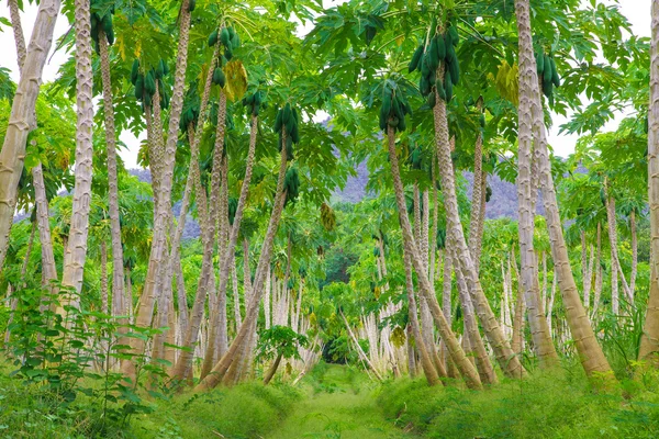 Granja de papaya, plantaciones de papaya — Foto de Stock