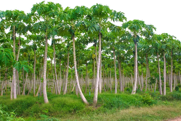 Fazenda de mamão, plantações de mamão — Fotografia de Stock