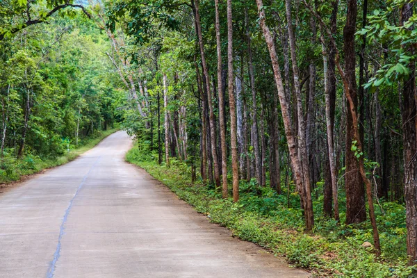 Tropical dense forest — Stock Photo, Image