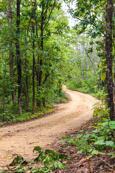 Tropical dense forest — Stock Photo, Image