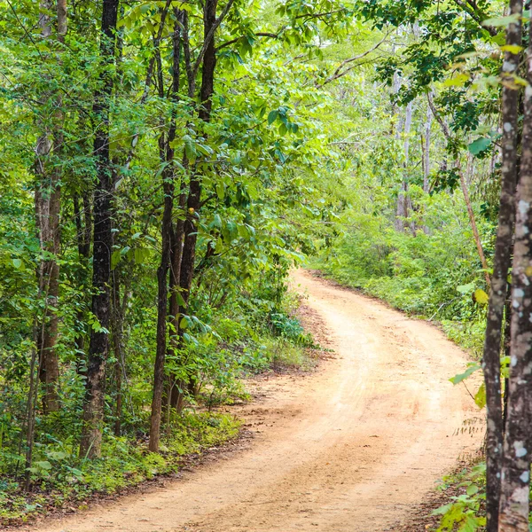 Tropical dense forest — Stock Photo, Image