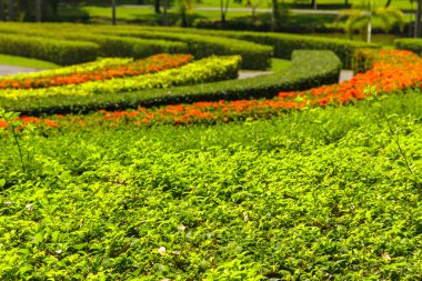 Renkli çiçek ve sarma çim yolu