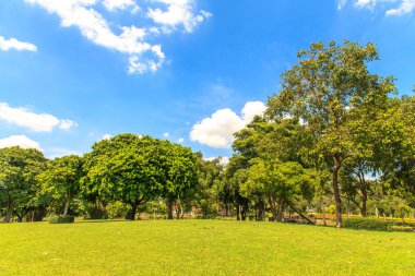 Mavi gökyüzü üzerinde güzel park