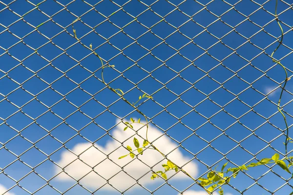 Mavi gökyüzü arka plan üzerinde Kablolu çit — Stok fotoğraf