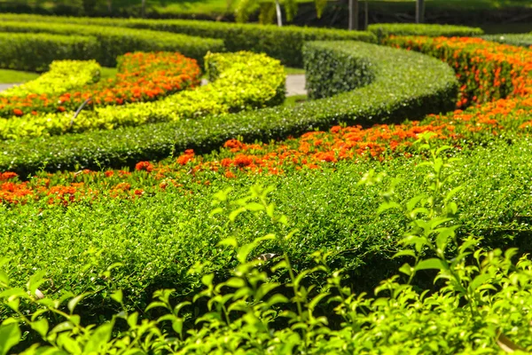 Fiore colorato e Avvolgimento Erba percorso — Foto Stock