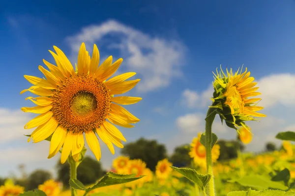 Sunflower on blue sky — Stock Photo, Image