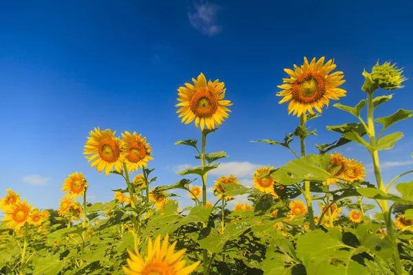 Sunflower on blue sky — Stock Photo, Image