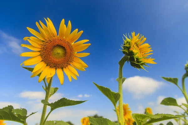 Sunflower on blue sky — Stock Photo, Image