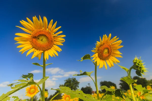 Sunflower on blue sky — Stock Photo, Image