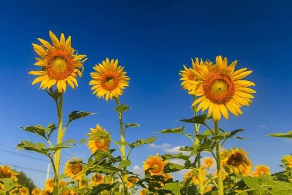 Sunflower on blue sky — Stock Photo, Image