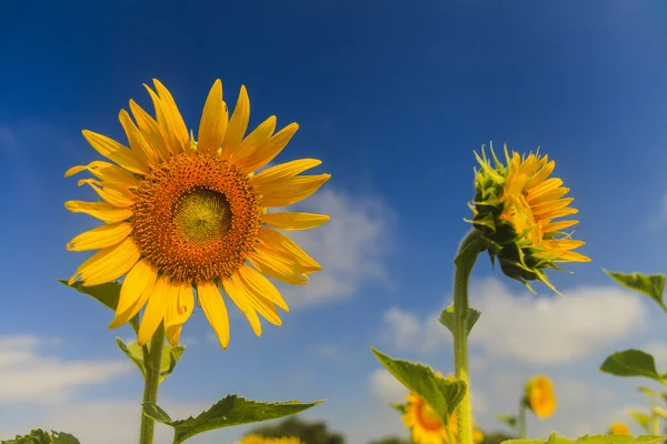 Sunflower on blue sky — Stock Photo, Image