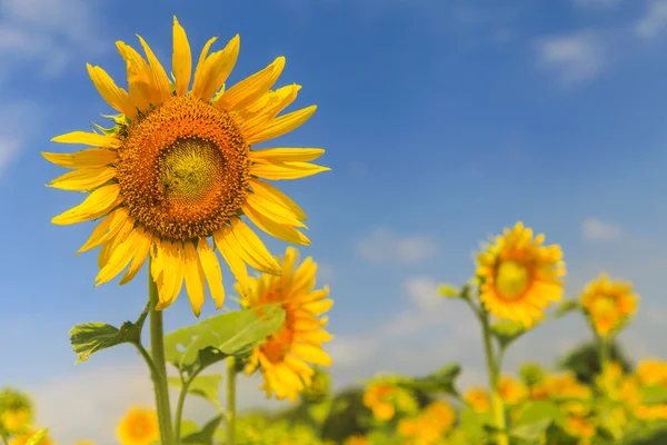 Tournesol sur ciel bleu — Photo